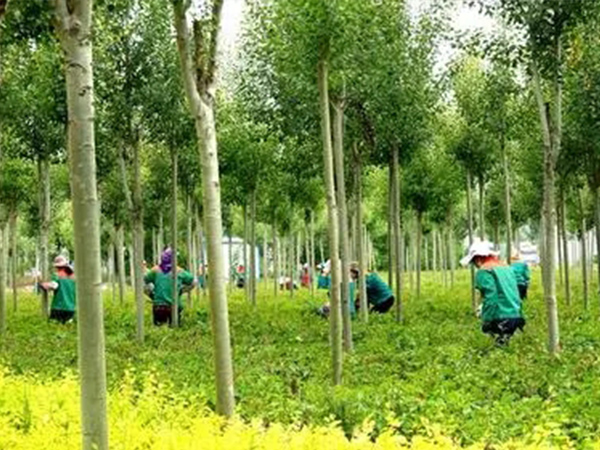 过度修剪和擅自砍伐如何认定
