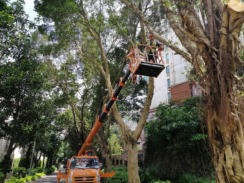 广东树木砍伐修剪项目
