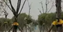 广州树木栽植三个原则是什么？