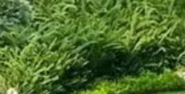 园林景观正在发生着潜移默化的变化