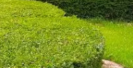园林景观绿化对于生活的重要性