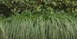 景观绿化工程包括哪些方面的项目？
