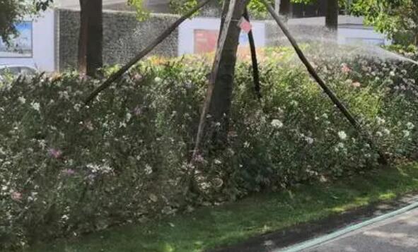 地被植物的养护管理技术简述