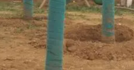 广州树木迁移养护管理应重点抓好的工作