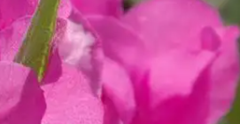 园林绿化如何让花卉安全度夏？