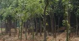 园林苗圃是为城市绿化提供植物材料的重要基础