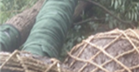 如何保证苗木从苗圃到种植地的生命力？
