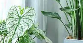 室内花草的选择标准